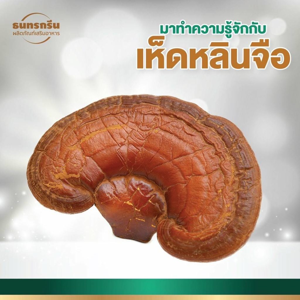 เห็ดหลินจือ ช่วยฟื้นฟูไต